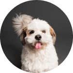 white-dog-showing-their-tonge